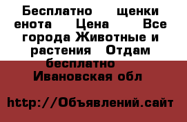 Бесплатно !!! щенки енота!! › Цена ­ 1 - Все города Животные и растения » Отдам бесплатно   . Ивановская обл.